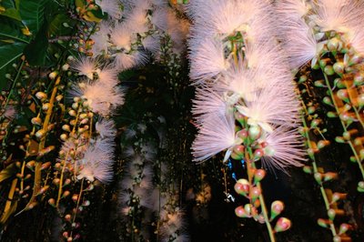 🌸 소에도 사가리바나(소에도 사가리바나)